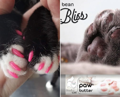 Some things my cat loves! cover photo collage
