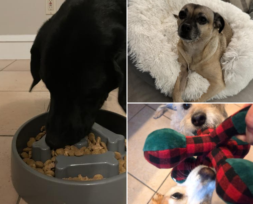 Save big on these dog deals before they’re gone! cover photo collage