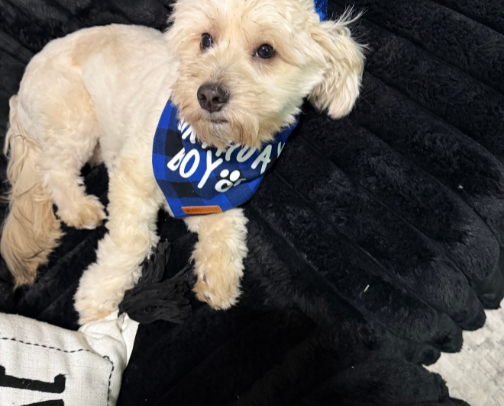 🐾 Dog Mom Finds I Actually Use: Essentials That Make Life With My Dog Easier cover photo collage