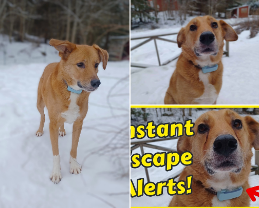 The only dog GPS tracker I really trust cover photo collage