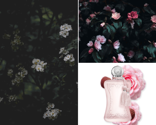 🌸 Top Floral Perfumes that will turn heads cover photo collage