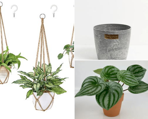 Plant Mom 🪴 cover photo collage