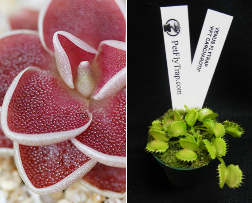 Plants🌱🪴 cover photo collage