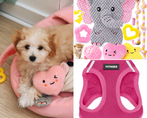 Discovering puppies favorites 🐶🐾 cover photo collage