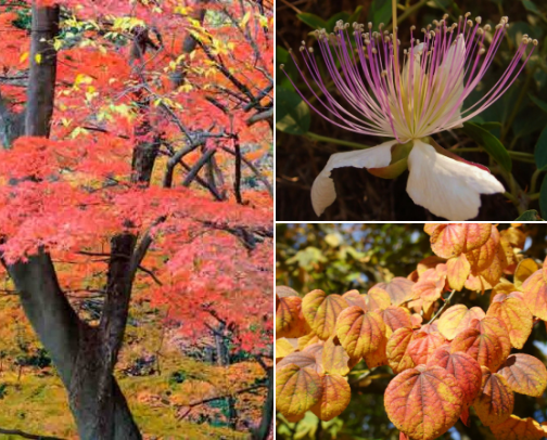 Ornamental Trees with Edible Rewards cover photo collage