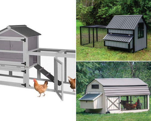 Chicken Beginner Essentials cover photo collage