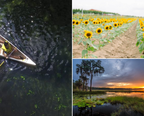 Things to Do In Central Florida That Aren’t Theme Parks cover photo collage
