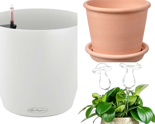 How Indoor Plants Finally Made My Cold Apartment Feel Like Home cover photo collage