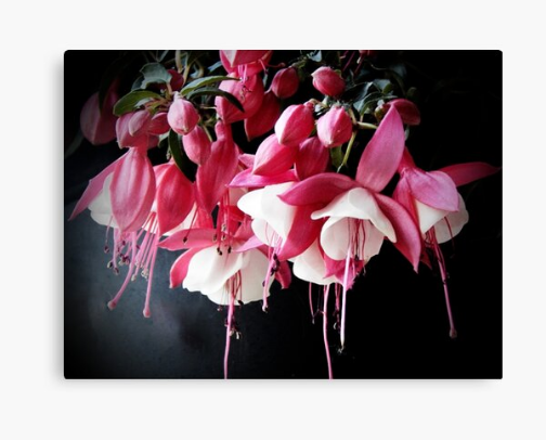 The Fine Art Photography Collection cover photo collage
