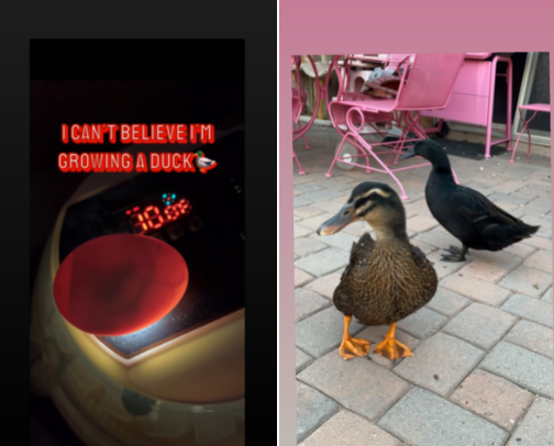 Duck care for beginners cover photo collage