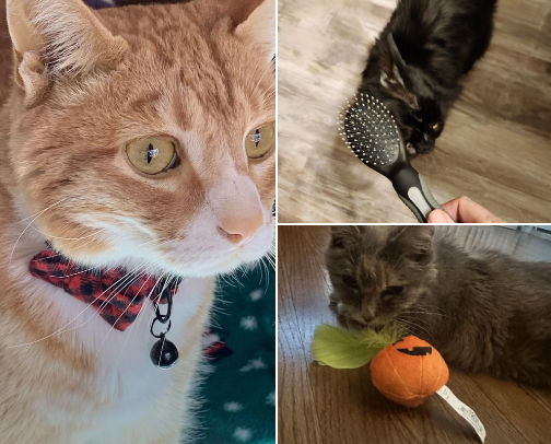 Save big on these all-in-one cat deals for food, toys, and everything in between cover photo collage