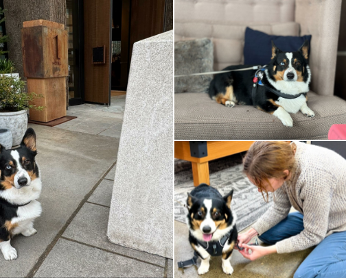 Pet-Friendly Road Trips - with Porkchop, the Traveling Corgi cover photo collage