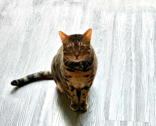 Clean Healthy Cat Food & Cat Treats 🐈🐈‍⬛ cover photo collage