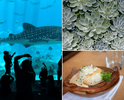 Top Things to do in Atlanta💙 cover photo collage
