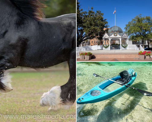 Explore Ocala, Florida🌴🏝️: Nature, Fun & Local Gems 💎 cover photo collage