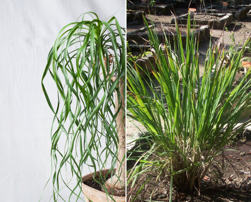 Plantas favoritas cover photo collage