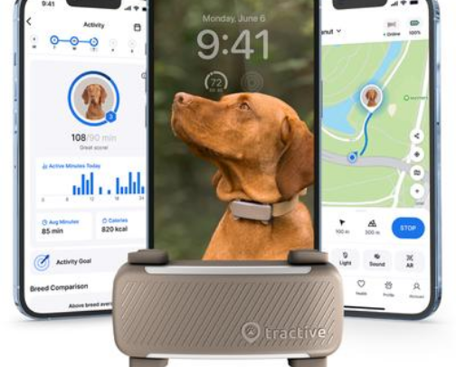 Dog Travel Essentials for Safe & Stress-Free Adventures cover photo collage