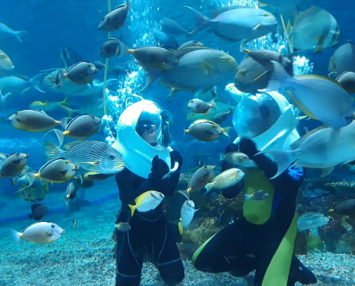 Exploring the Wonders of Manila Ocean Park cover photo collage