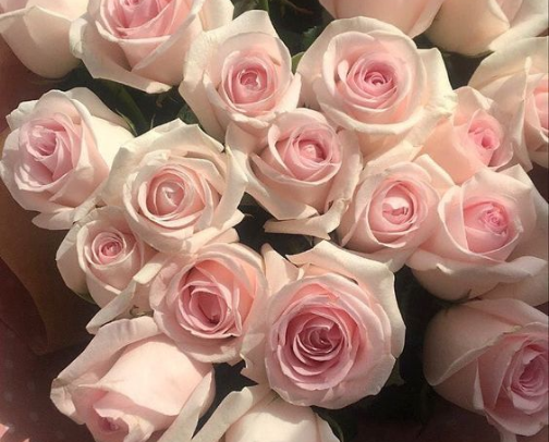 'You smell like roses!' cover photo collage