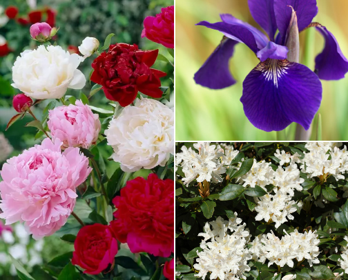 Favorite Florals cover photo collage