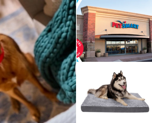 wag cover photo collage