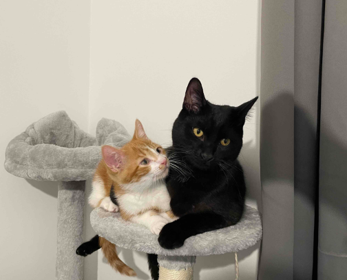 Meow Must-Haves🐈‍⬛ cover photo collage