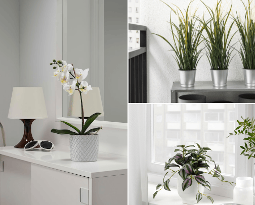 Adorable Decorative Plants cover photo collage