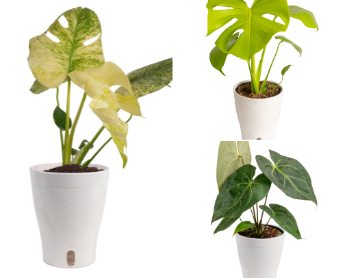 Plants at Big Box Stores cover photo collage