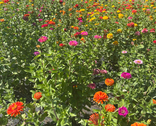 my journal of scents cover photo collage