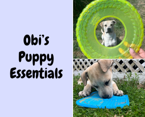 Obi's Puppy Essentials & Doggy Necessities! 🐶🐾 cover photo collage