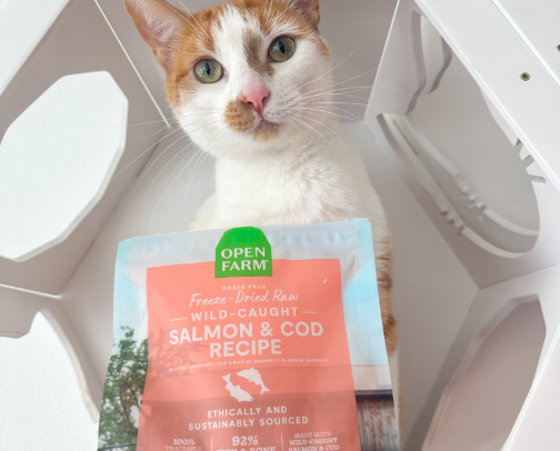 Feline Favorites cover photo collage