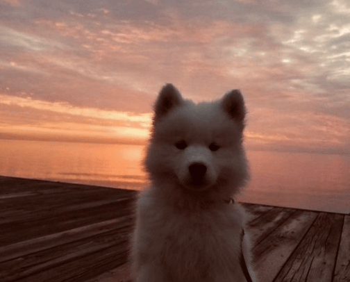 everything for dogs🐶 cover photo collage