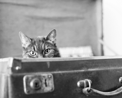 See the World for Less: Budget Travel Guide for Cat Moms cover photo collage