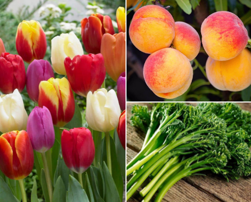 Best Things To Garden During September cover photo collage