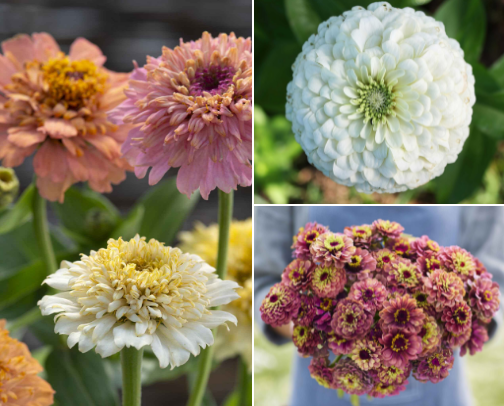 Zinnias for 2026 cover photo collage