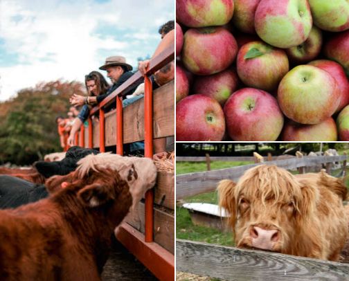 Harvest To-Do List, Southern New England style!  Fun places to go and things to do during fall in CT and RI. cover photo collage