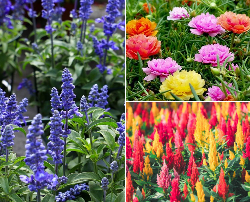 Hard-to-Kill Flowers I’m Planting This Spring cover photo collage