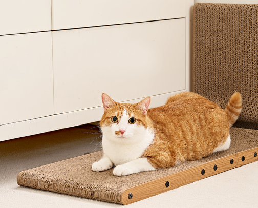 Best Cat Products Every Cat Owner Needs cover photo collage