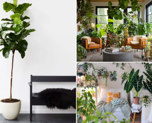 House plant decor cover photo collage