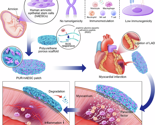 Stem cell products cover photo collage