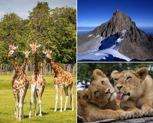 Kenya Travel Guide: Safaris, Beaches & Places to Stay cover photo collage