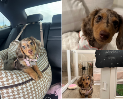 The Ultimate Puppy Essentials 🐶 cover photo collage