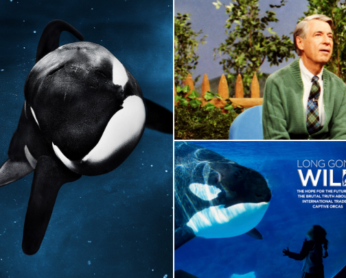 Documentaries I love cover photo collage
