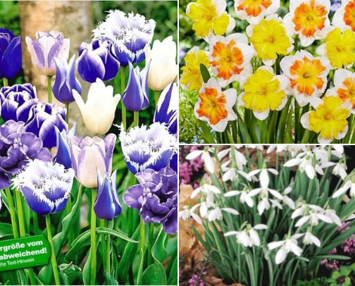 🌷🪻Your Dream Cottage Garden 🌷🪻 SPRING cover photo collage