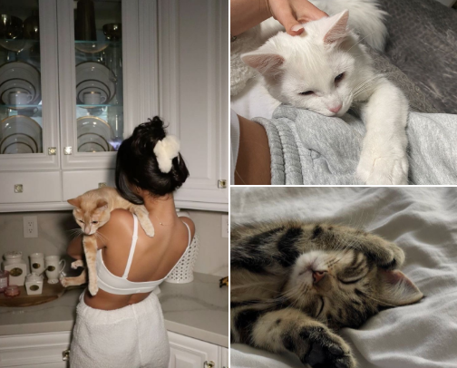 kitty cat necesscities ≽^•⩊•^≼ cover photo collage