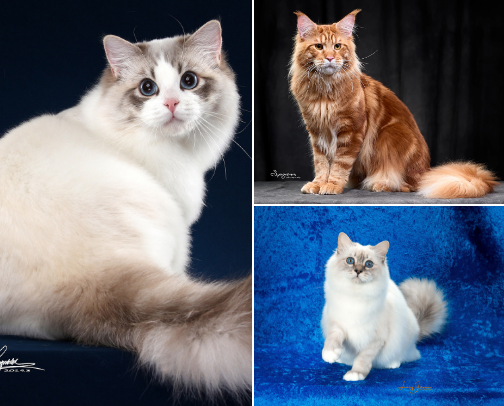 My Favorite Cat Breeds cover photo collage