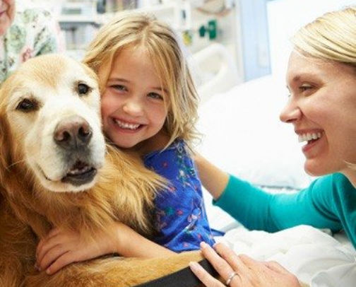 emotional support animal cover photo collage
