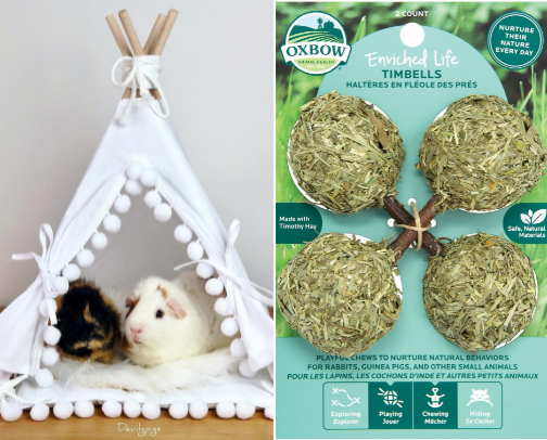 All You Need Guinea Pigs Essentials cover photo collage