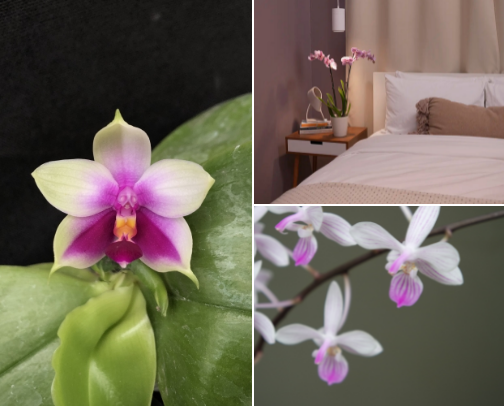 Beginner's Orchid Growing Guide cover photo collage