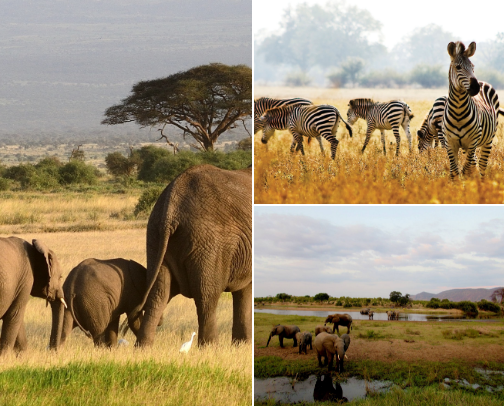 Untamed Africa: Hidden Safaris, Villages & Natural Marvels 🐘🌍 cover photo collage